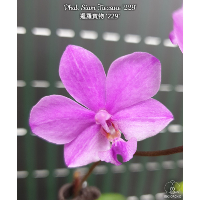 TaRa様　確認用 Орхидея Phal. Siam Treasure 229 уценка - купить, доставка Украина